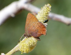 Callophrys augustinus iroides