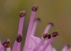 Stilbe overbergensis