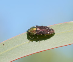 Diphucrania leucosticta