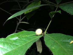 Cordia nodosa
