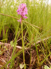 Dactylorhiza traunsteineri