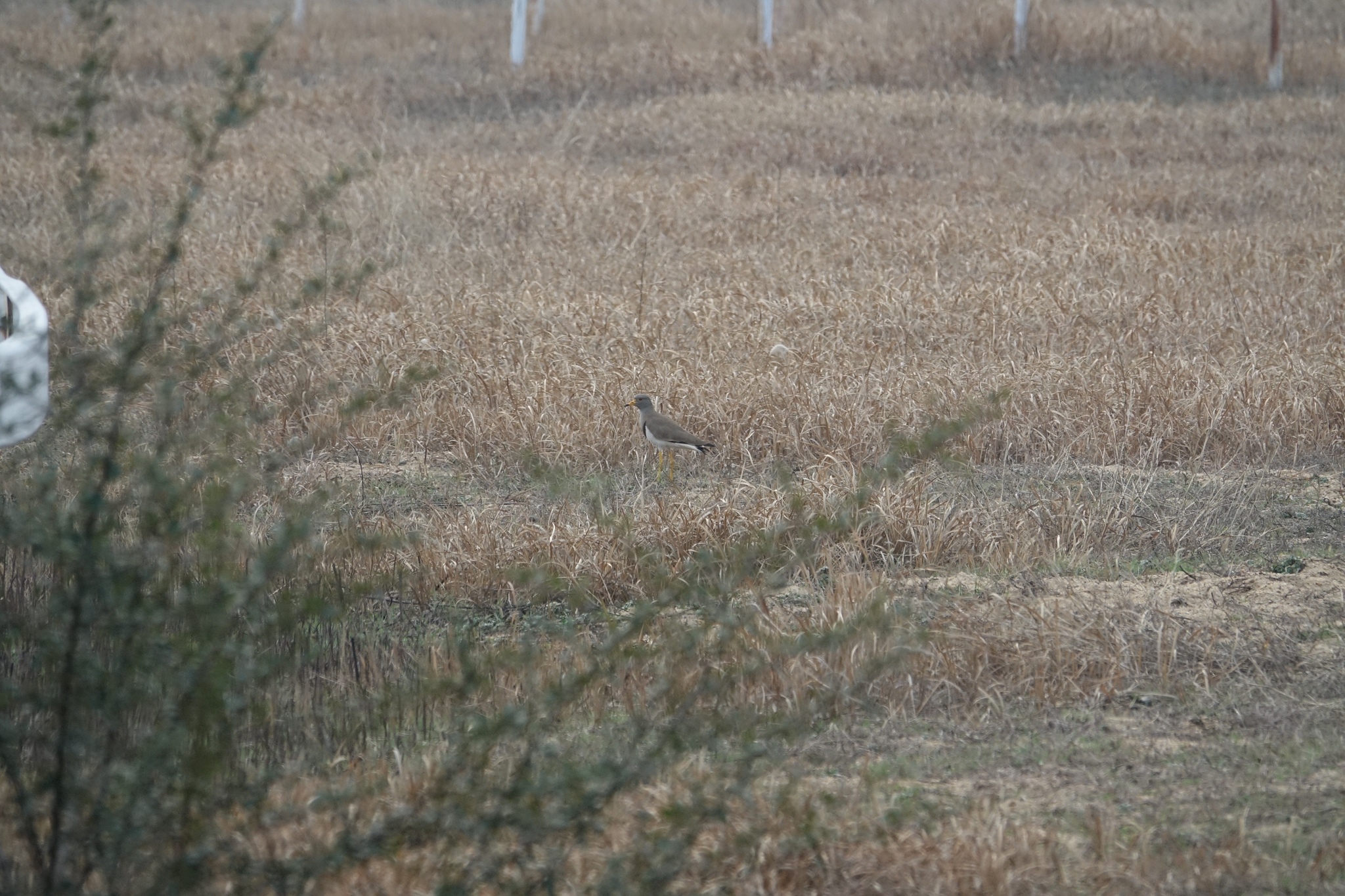 Grey-headed Lapwing