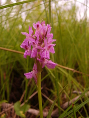 Dactylorhiza traunsteineri
