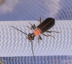 Podabrus quadratus