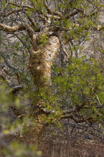 elephant tree