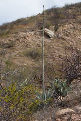 Agave sobria