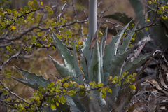 Agave sobria