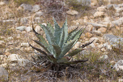Agave sobria