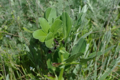 Vicia narbonensis