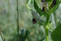 Vicia narbonensis