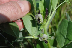 Vicia narbonensis