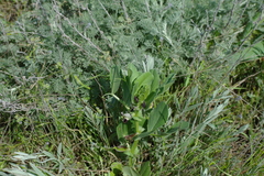 Vicia narbonensis