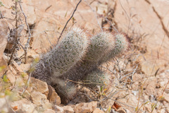 Mammillaria phitauiana