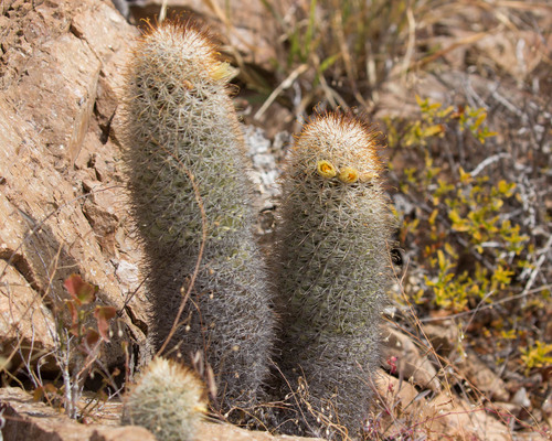 Los Cabos Nipple Cactus
