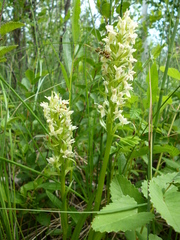 Dactylorhiza incarnata ochroleuca