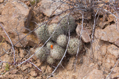 Mammillaria schumannii