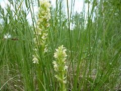 Dactylorhiza incarnata ochroleuca