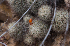 Mammillaria schumannii