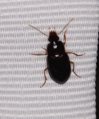 Notiobia