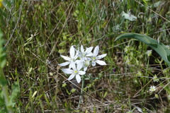 Ornithogalum