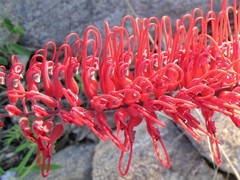 Grevillea dryandri
