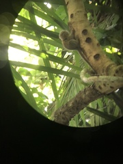 Cebuella niveiventris