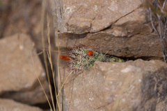 Mammillaria schumannii