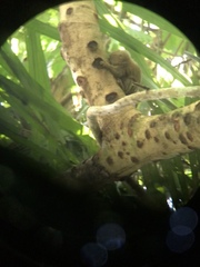 Cebuella niveiventris