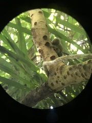 Cebuella niveiventris