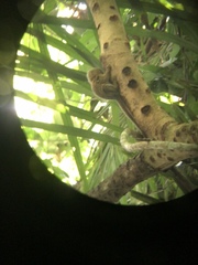 Cebuella niveiventris