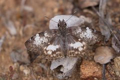 Chiomara georgina pelagica