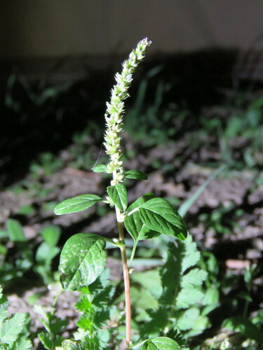 Amaranthus palmeri iNat (2)