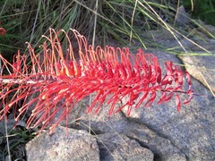 Grevillea dryandri