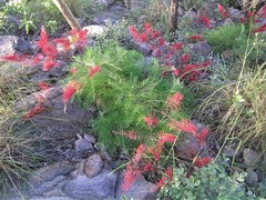 Grevillea dryandri