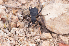 Philolithus aegrotus