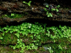 Selaginella ciliaris