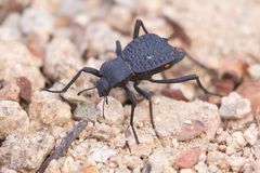 Philolithus aegrotus