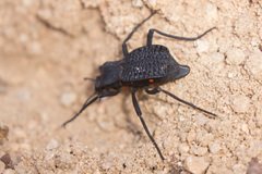 Philolithus aegrotus