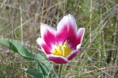 Tulipa suaveolens