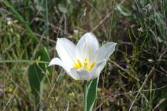 Tulipa suaveolens