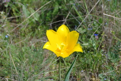 Tulipa suaveolens