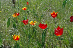 Tulipa suaveolens