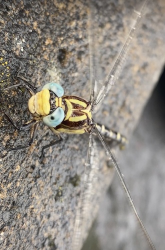 Olive Clubtail photographed in Oregon