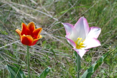 Tulipa suaveolens