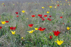 Tulipa suaveolens