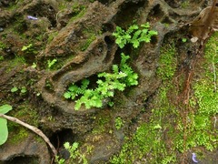 Selaginella ciliaris