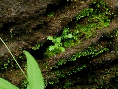 Selaginella ciliaris