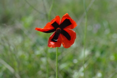 Papaver dubium stevenianum