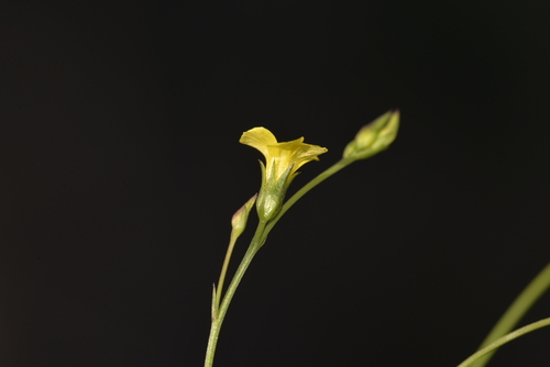 Linum trigynum
