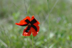 Papaver dubium stevenianum